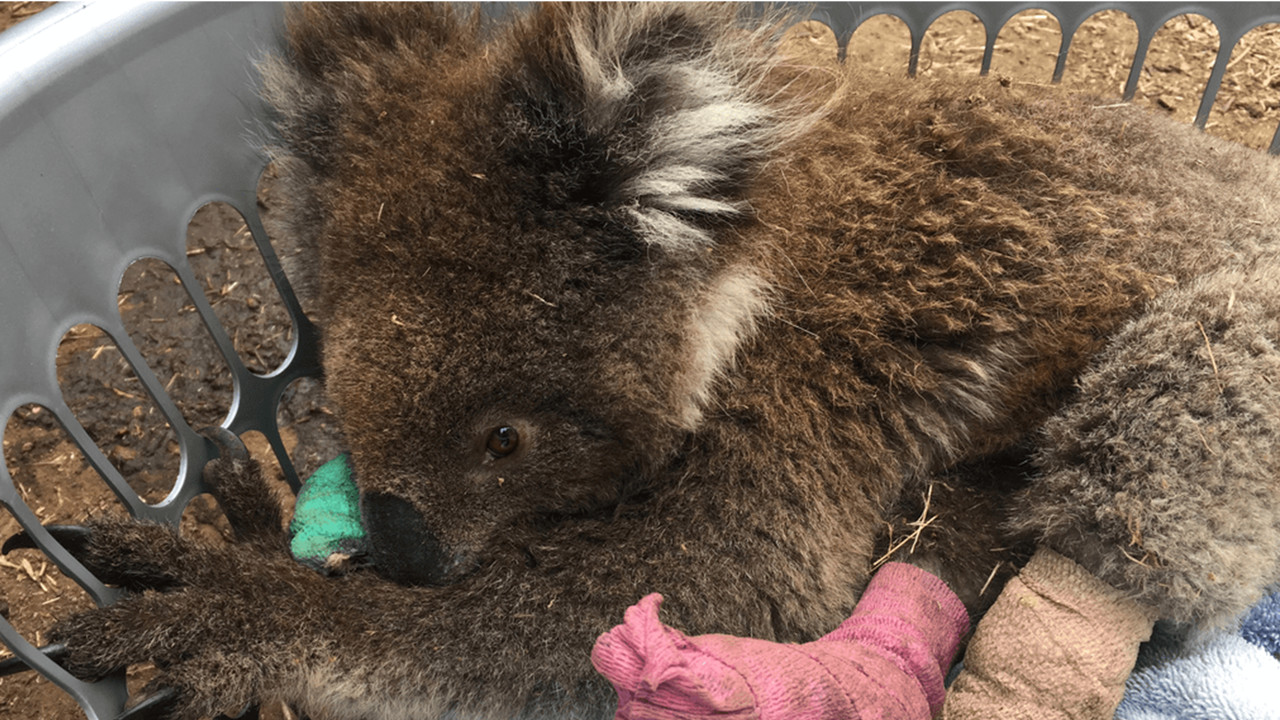 Po wielkim ogniu: australijska przyroda wraca do życia